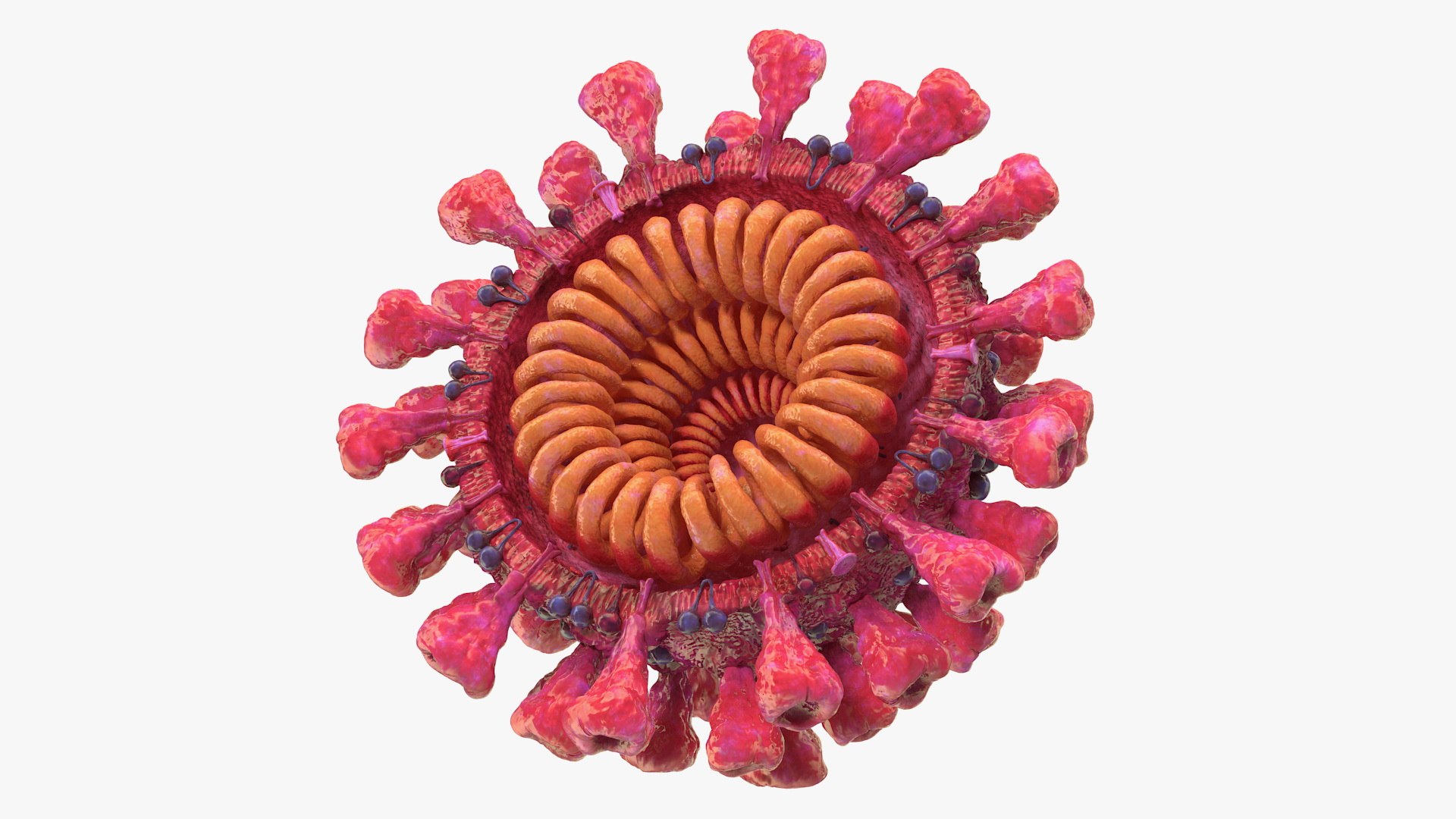 coronavirus 2019 vaccine virus model https://p.turbosquid.com/ts-thumb/tL/zXAeaP/JyKWARMt/coronavirus2019withvaccinecollection3dsmodel020/jpg/1599989218/1920x1080/fit_q87/0a4e4455412066384840846e0a4a094972706e53/coronavirus2019withvaccinecollection3dsmodel020.jpg