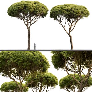pinus pine pinea 3D model