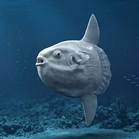 Ocean Sunfish Rigged For Maya