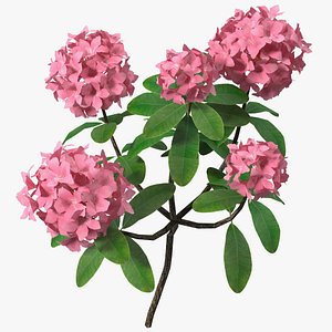 3D pink rhododendron flowers