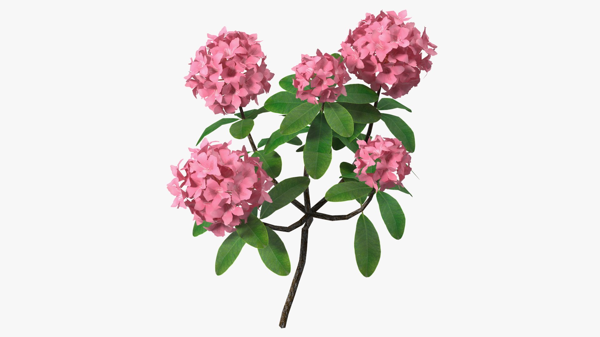 Pink Rhododendron Flowers 3D model preview
