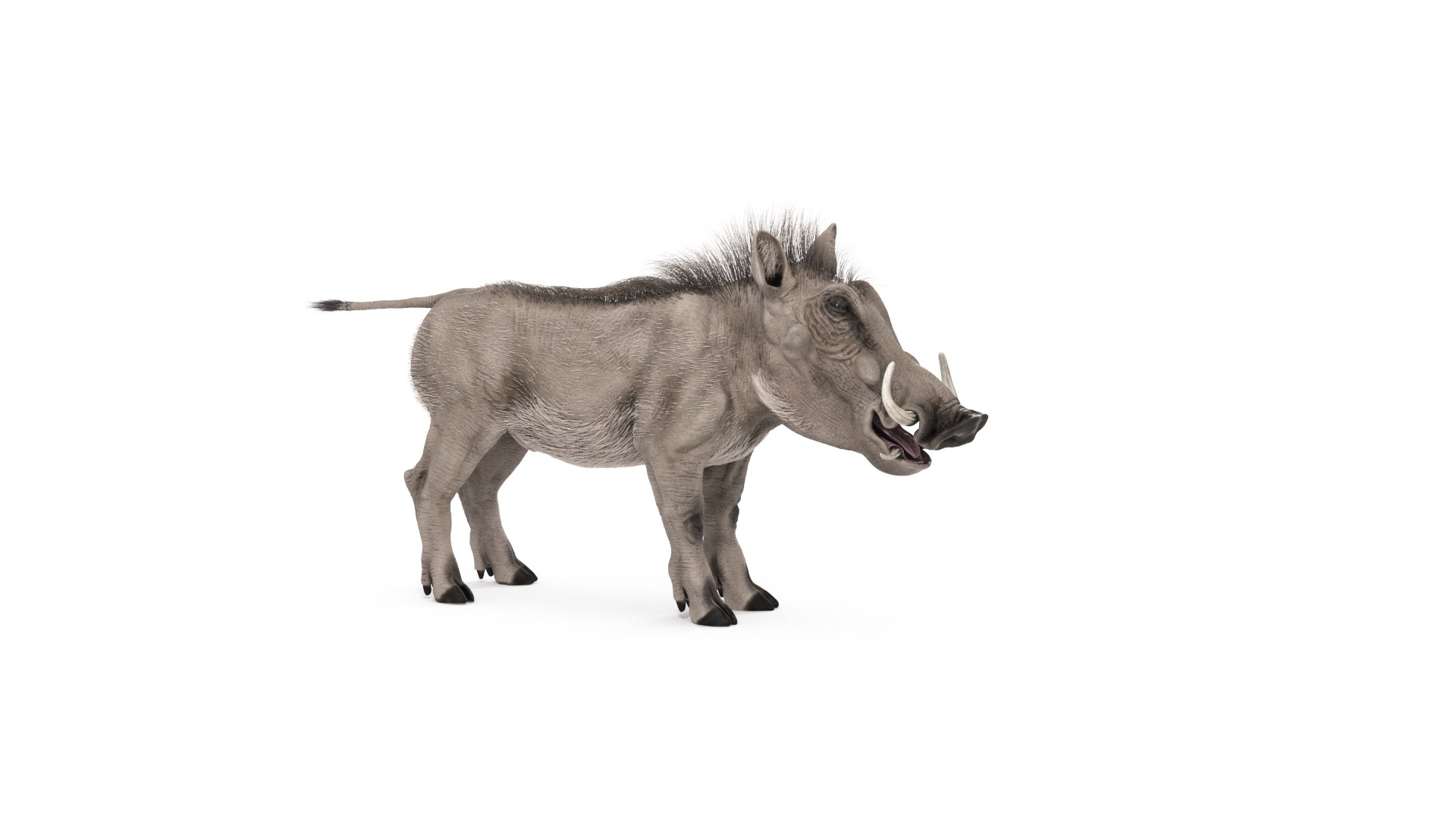 Warthog Textured with Fur 3D model https://p.turbosquid.com/ts-thumb/tM/QOdByU/Fq/warthog_cam04/png/1749825673/1920x1080/fit_q87/a3e2d88b2826143879416dfc6ff4a2c57d564652/warthog_cam04.jpg