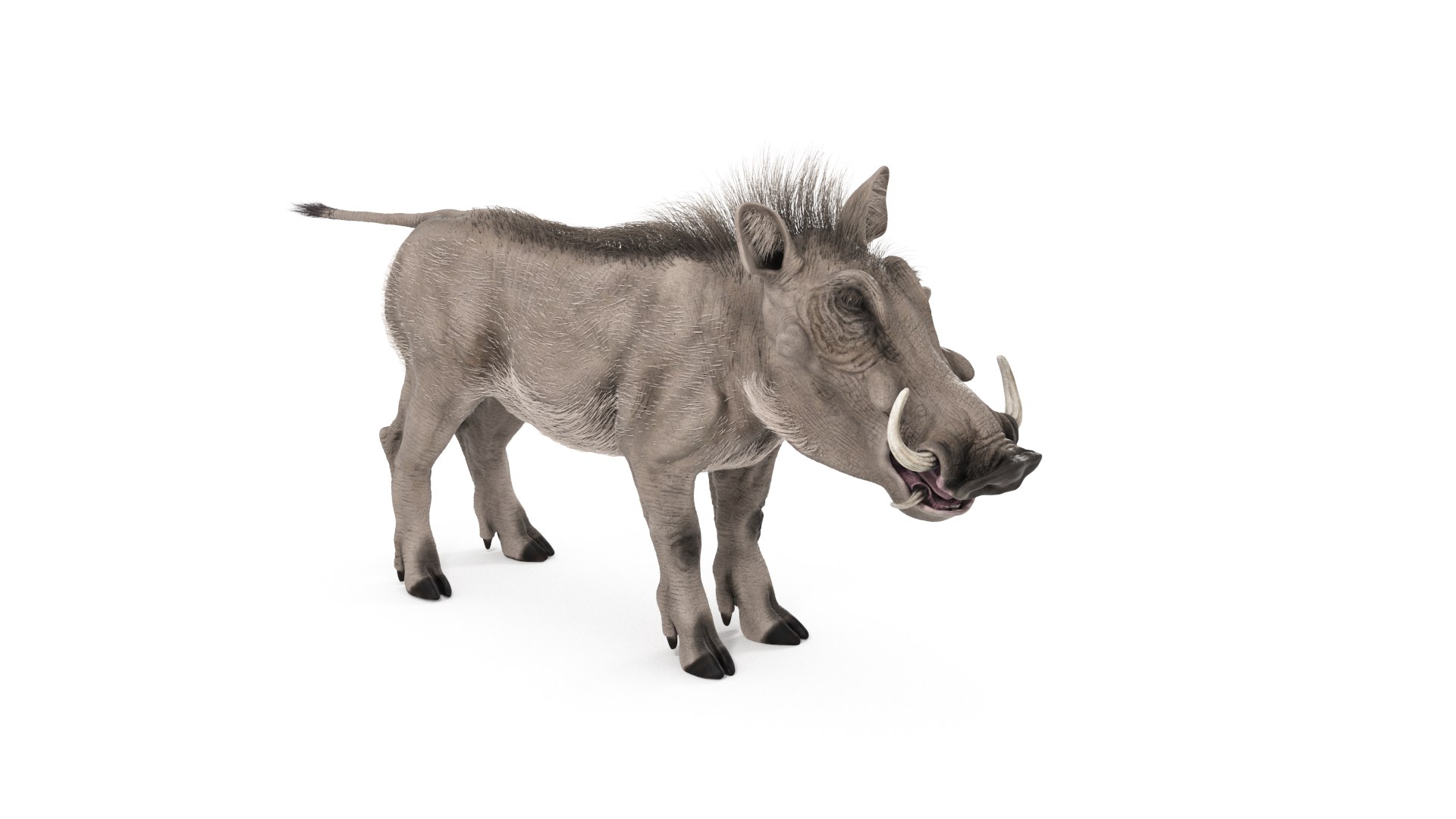 Warthog Textured with Fur 3D model https://p.turbosquid.com/ts-thumb/tM/QOdByU/I7/warthog_cam03/png/1749825673/1920x1080/fit_q87/0e0d949ff1715e1593c0b4bf9122e48e27225ff2/warthog_cam03.jpg