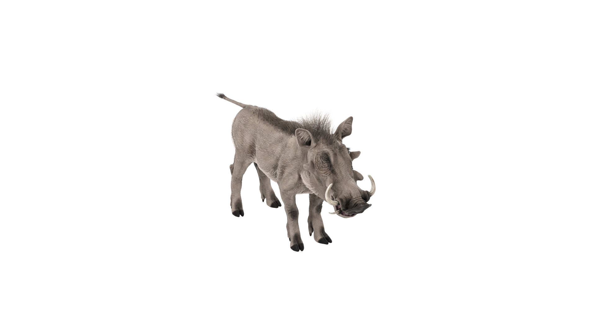 Warthog Textured with Fur 3D model https://p.turbosquid.com/ts-thumb/tM/QOdByU/YG/warthog_tta/png/1749825687/1920x1080/turn_fit_q99/c6cbbb6ddadd7ba5999c415610dbaefa3dea1d09/warthog_tta-1.jpg