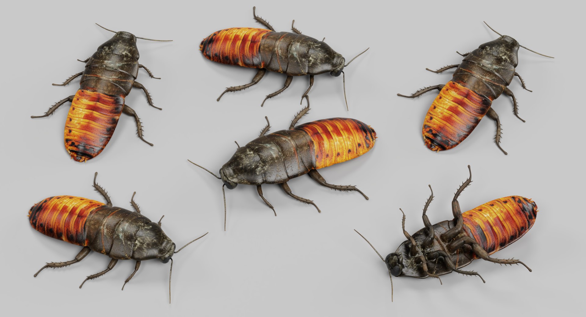 3D hisser hissing cockroach https://p.turbosquid.com/ts-thumb/tM/UlHbzm/0EnKyTqU/hisseri/png/1541758802/1920x1080/fit_q87/06eb407a2660743a5d5cf1e794ce40d1e1c9ffd5/hisseri.jpg