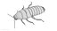 Hisser Blend
