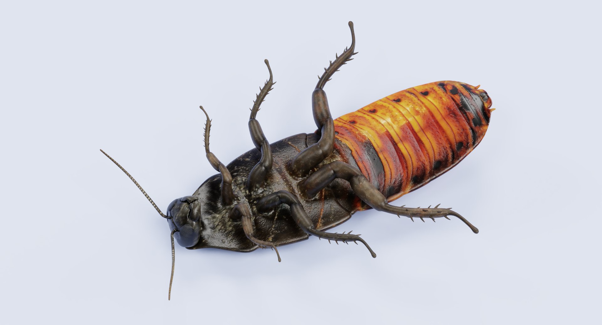 3D hisser hissing cockroach https://p.turbosquid.com/ts-thumb/tM/UlHbzm/YEgJ797I/hisserh/png/1541758802/1920x1080/fit_q87/a04d941b6193cce378ac607079831355b3e6553d/hisserh.jpg