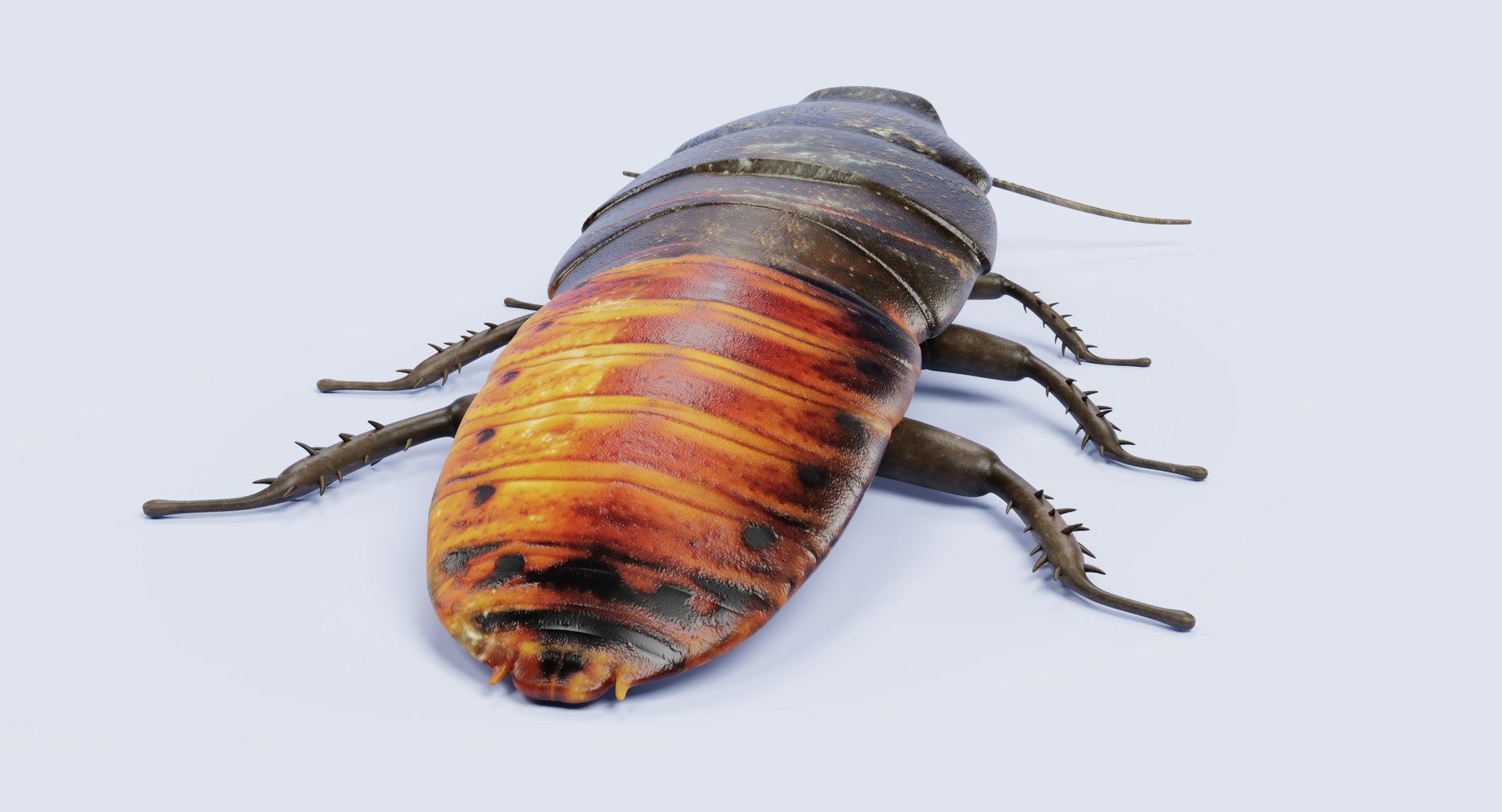 3D hisser hissing cockroach https://p.turbosquid.com/ts-thumb/tM/UlHbzm/eEFECIPy/hisserf/png/1541758802/1920x1080/fit_q87/cd0d3f80e597c7e0feff7352f09a9ce10dd41d0c/hisserf.jpg
