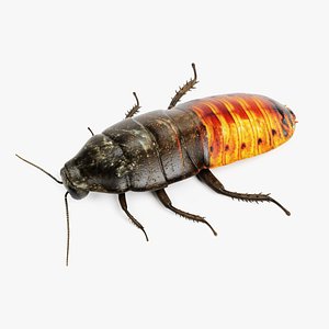 Hisser Blend