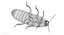 Hisser Blend
