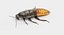 Hisser Blend