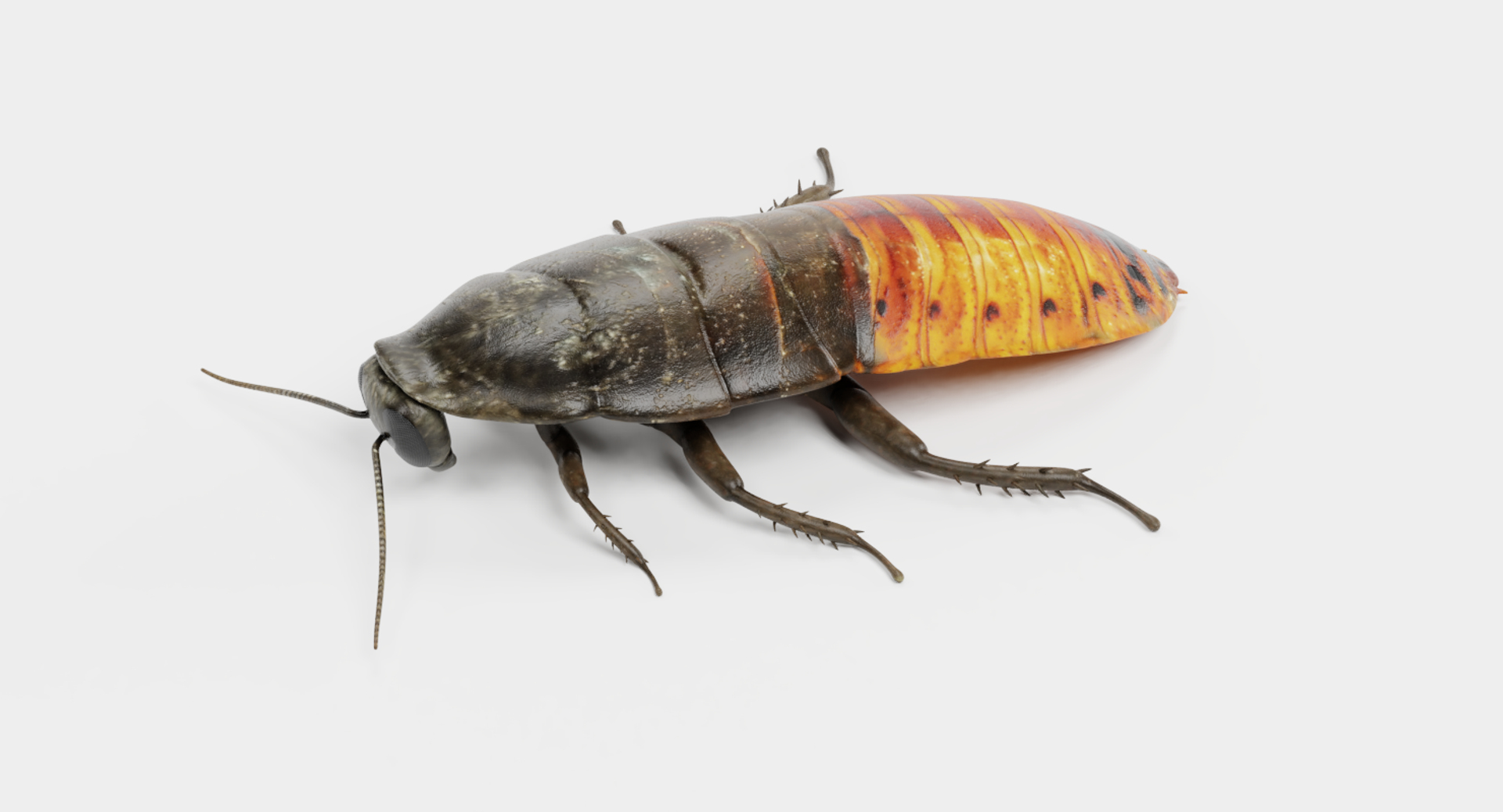 3D hisser hissing cockroach https://p.turbosquid.com/ts-thumb/tM/UlHbzm/kXyuixfH/0001/png/1541759055/1920x1080/turn_fit_q99/4c175eefa7125c5d78d35a6e310dd745f9843e9b/0001-1.jpg