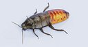 Hisser Blend