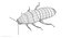 Hisser Blend