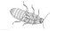 Hisser Blend
