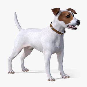 3D jack russell terrier white