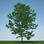 gleditsia triacanthos inermis c4d