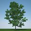 gleditsia triacanthos inermis c4d