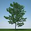 gleditsia triacanthos inermis c4d