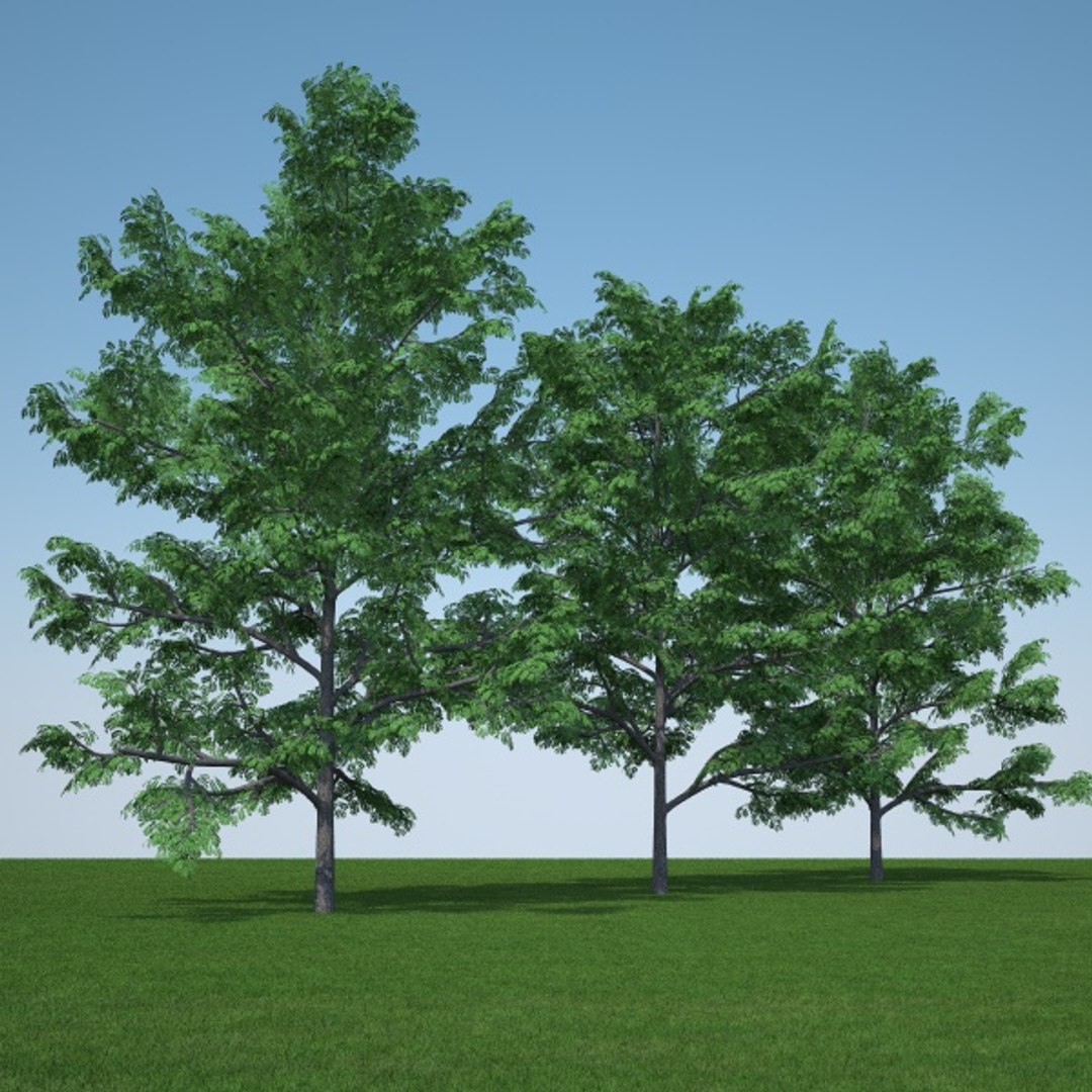 gleditsia triacanthos inermis c4d https://p.turbosquid.com/ts-thumb/tN/AVRqtG/bIrj1oB3/inermis_pack1/jpg/1376610482/1920x1080/fit_q87/ffc52f0f92ca8de9287913dce4ca6204c7c3dd69/inermis_pack1.jpg
