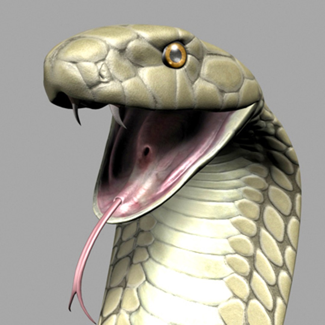 3d Model King Cobra