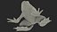 3D Frog Anatomy Complete Body Transparent Skin