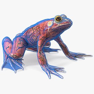 Frog Anatomy Complete Body Transparent Skin
