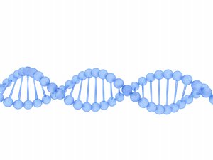 dna deoxyribonucleic acid 3D model