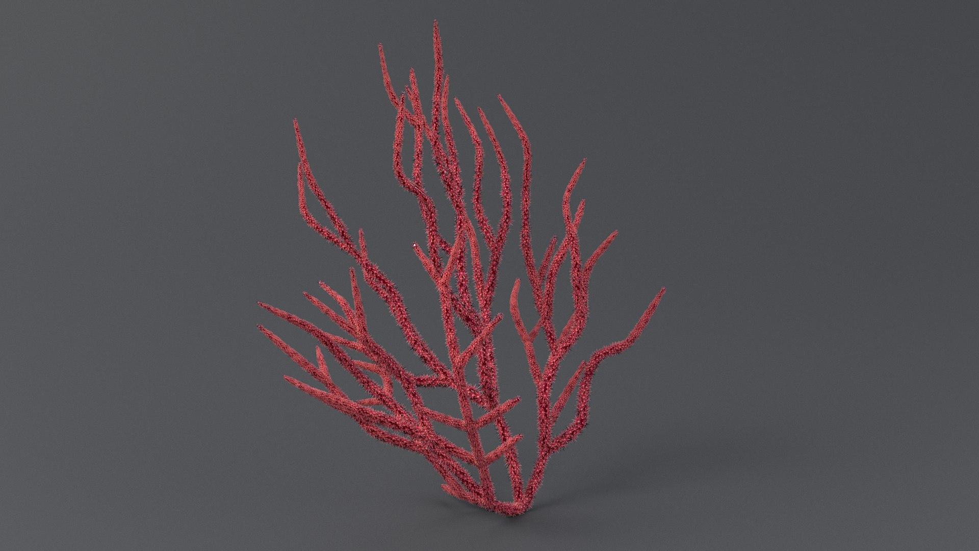 Gorgonacea Coral 02 3D model https://p.turbosquid.com/ts-thumb/tN/QagoUC/3U/gorg_02_02/jpg/1767602338/1920x1080/fit_q87/fc2156827de5e5ae35025eea6655bc2a0fa5dbec/gorg_02_02.jpg