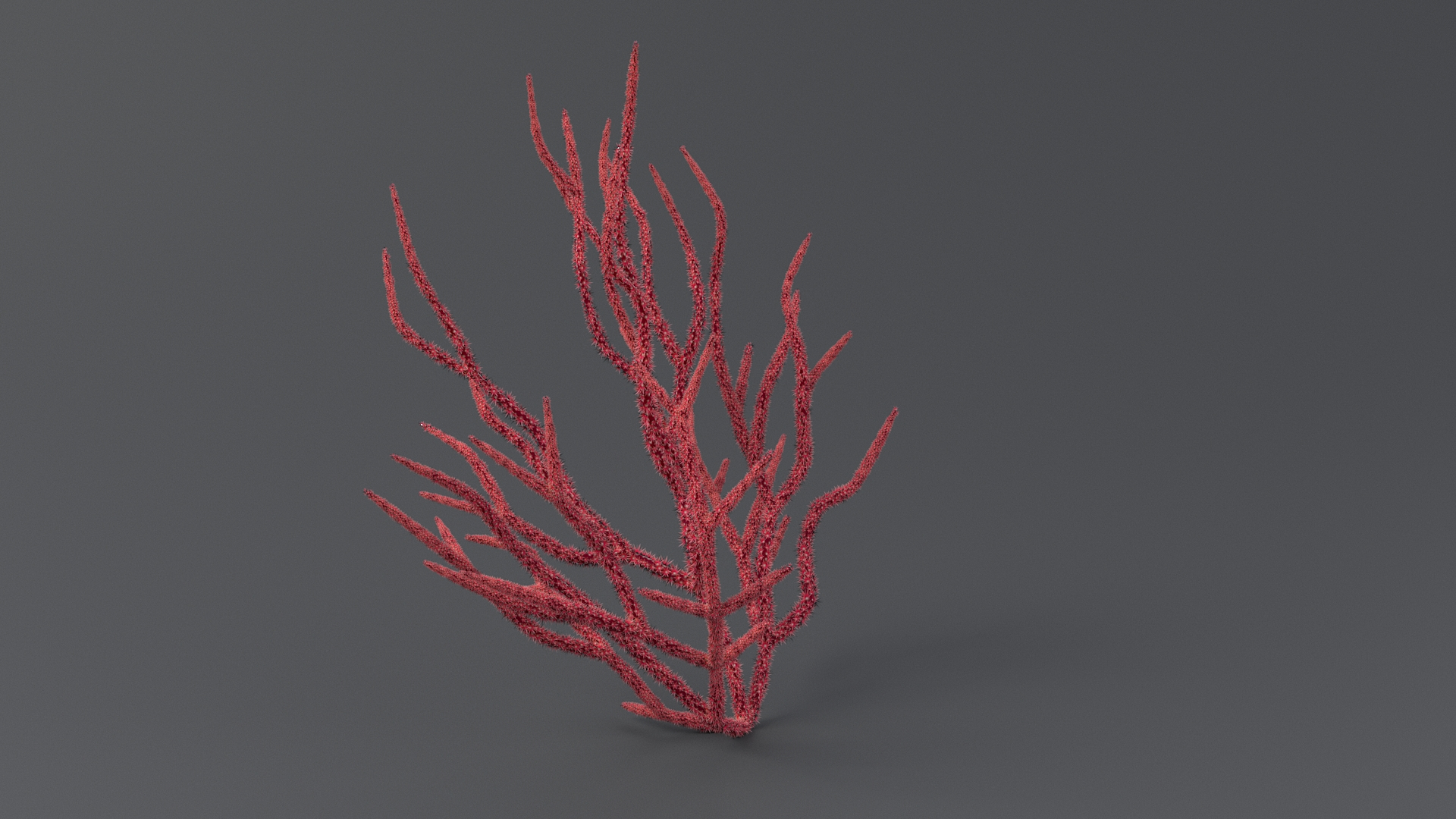 Gorgonacea Coral 02 3D model https://p.turbosquid.com/ts-thumb/tN/QagoUC/6y/gorgtwotba/jpg/1767602372/1920x1080/turn_fit_q99/c8d36436ce1fe98d2277f77e27695f3bfd1faa62/gorgtwotba-1.jpg