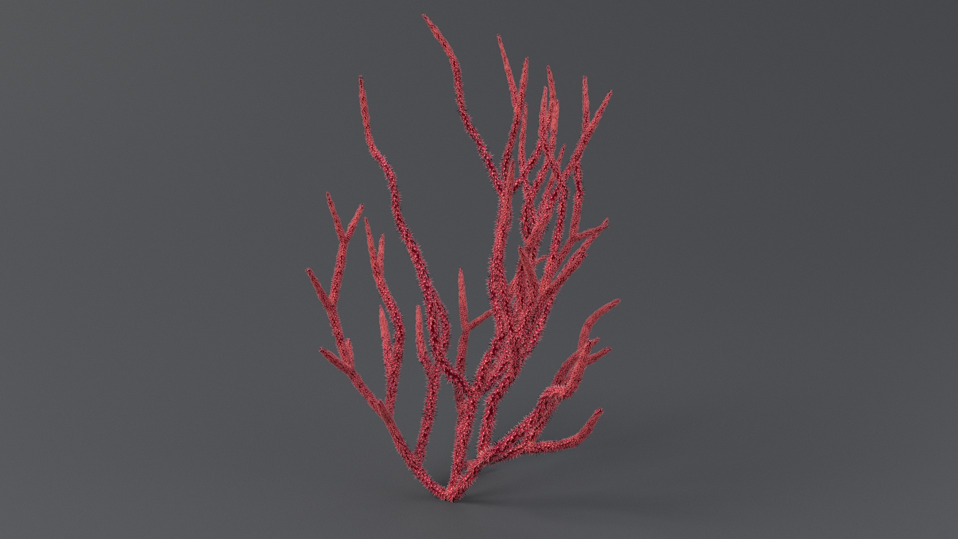 Gorgonacea Coral 02 3D model https://p.turbosquid.com/ts-thumb/tN/QagoUC/OP/gorg_02_05/jpg/1767602339/1920x1080/fit_q87/f7bb79b6c05de64c89a45a585ea8afc4763fe72a/gorg_02_05.jpg