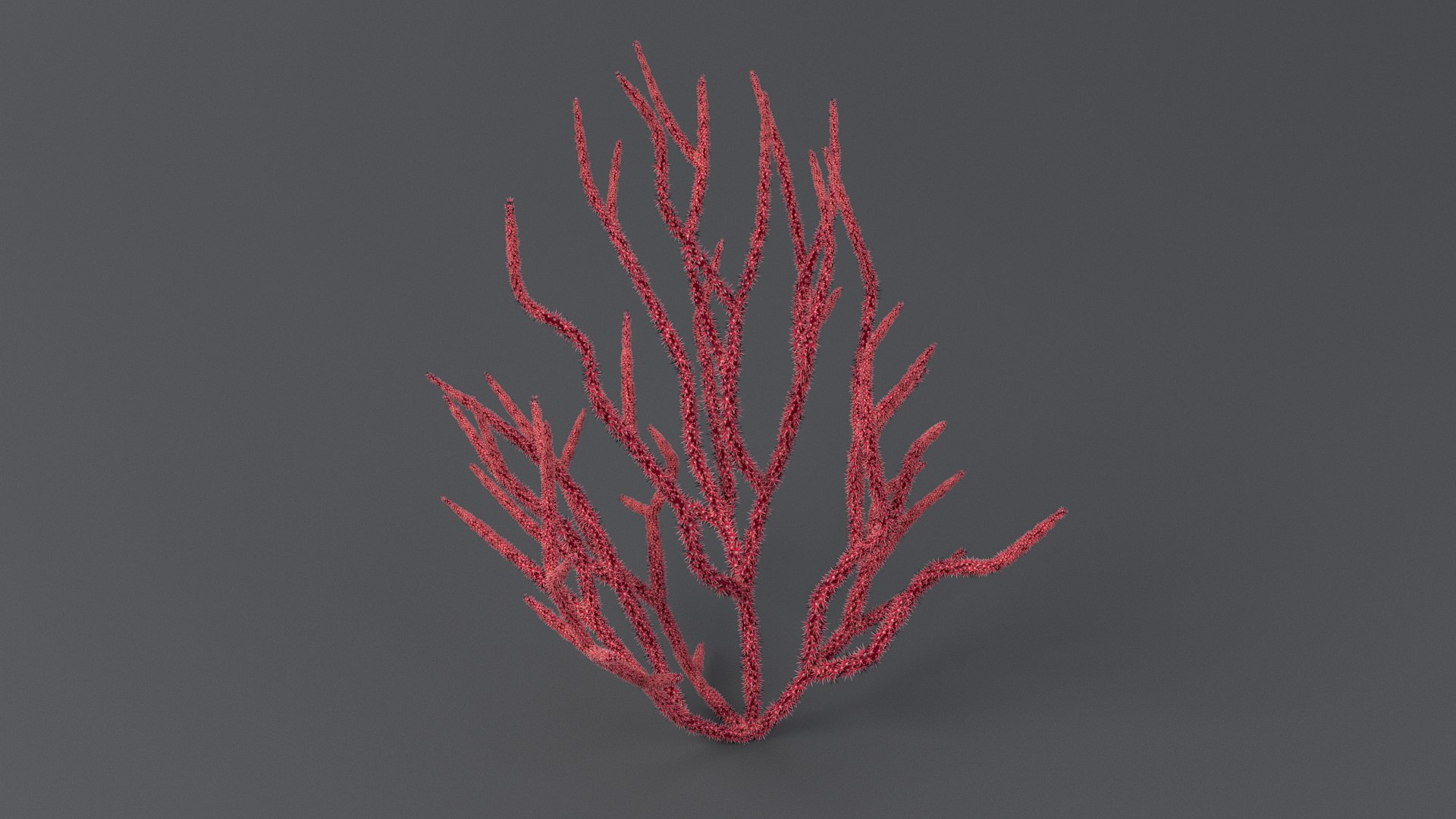 Gorgonacea Coral 02 3D model https://p.turbosquid.com/ts-thumb/tN/QagoUC/Sn/gorg_02_06/jpg/1767602342/1920x1080/fit_q87/5917e38b54bdc9e92a5242ce7a17967d3e338353/gorg_02_06.jpg