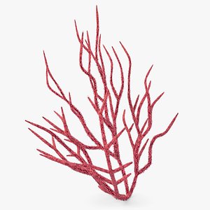 Gorgonacea Coral 02 3D model
