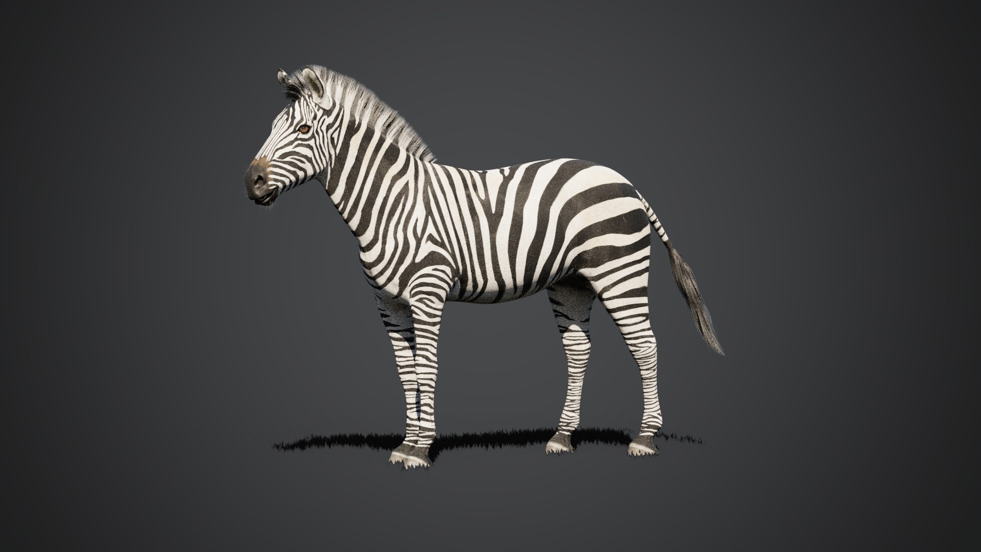Equine pack 3D model https://p.turbosquid.com/ts-thumb/tN/SsqMKa/Xv/32_compositing/png/1787269478/1920x1080/fit_q87/242e6b885bd767957d4c17a0503e8c8181c44e14/32_compositing.jpg