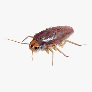 Low Poly Cockroach