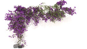Bougainvillea Purple Plants 3D model