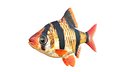 Tiger Barb Fish