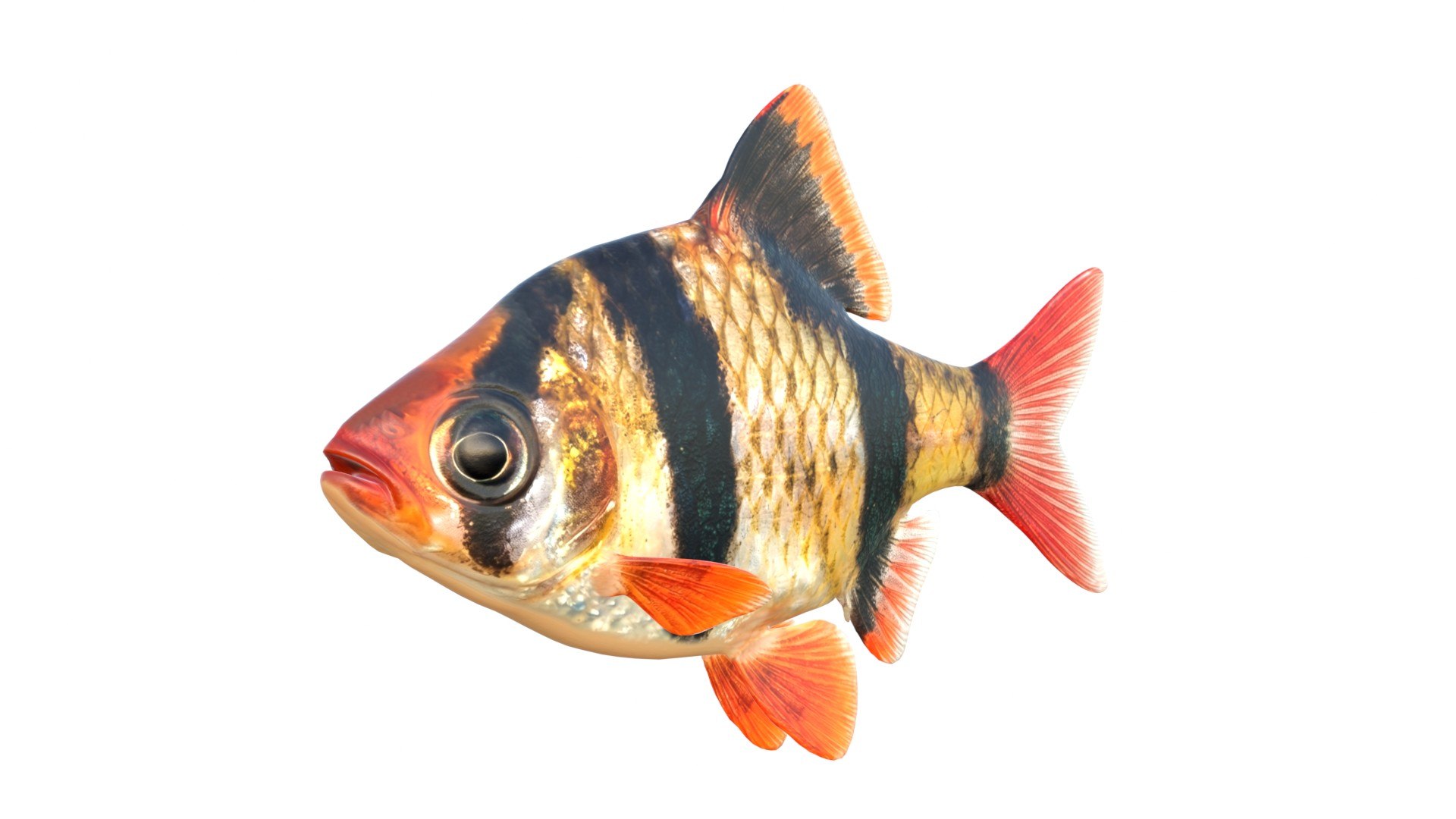 3D 50 Fish Sea Creatures Collection https://p.turbosquid.com/ts-thumb/tN/q6ODmh/K9/1/jpg/1776261818/1920x1080/fit_q87/fac6d1acb3932d1f4f74e3ea62a74286ed6a99d9/1.jpg