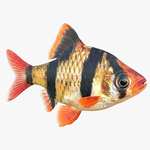 3D Tiger Barb Fish model