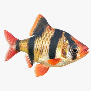 Tiger Barb Fish
