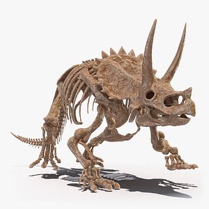 3D triceratops skeleton fossil model