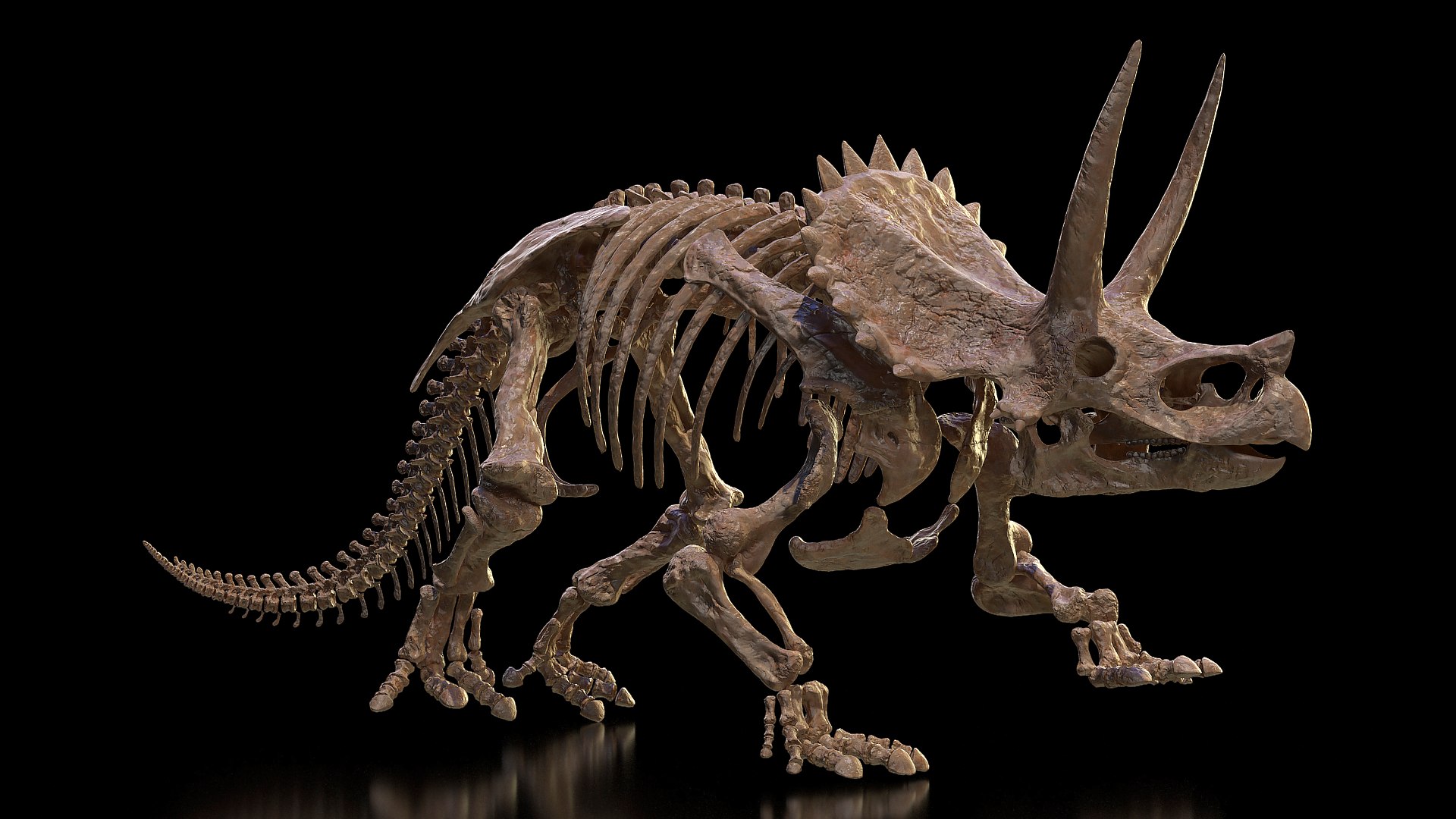 Triceratops Horridus Skeleton Fossil 3D model preview
