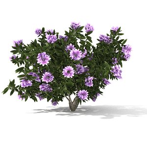 3D rhododendron