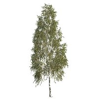 Betula pendula 201SU