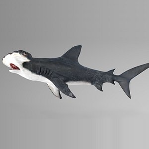 3D hammerhead shark rigged l596