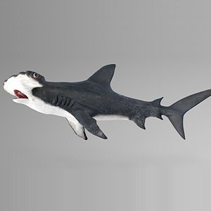 Hammerhead Shark Rigged_L596