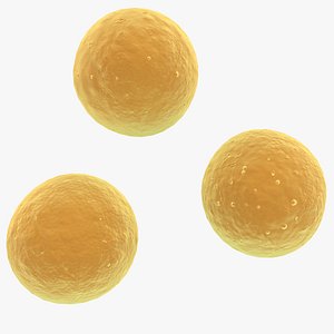 Coccus