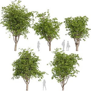 Collection plant vol 566 - tree - mulberry - 3Ds max - Cinema 4D 3D model