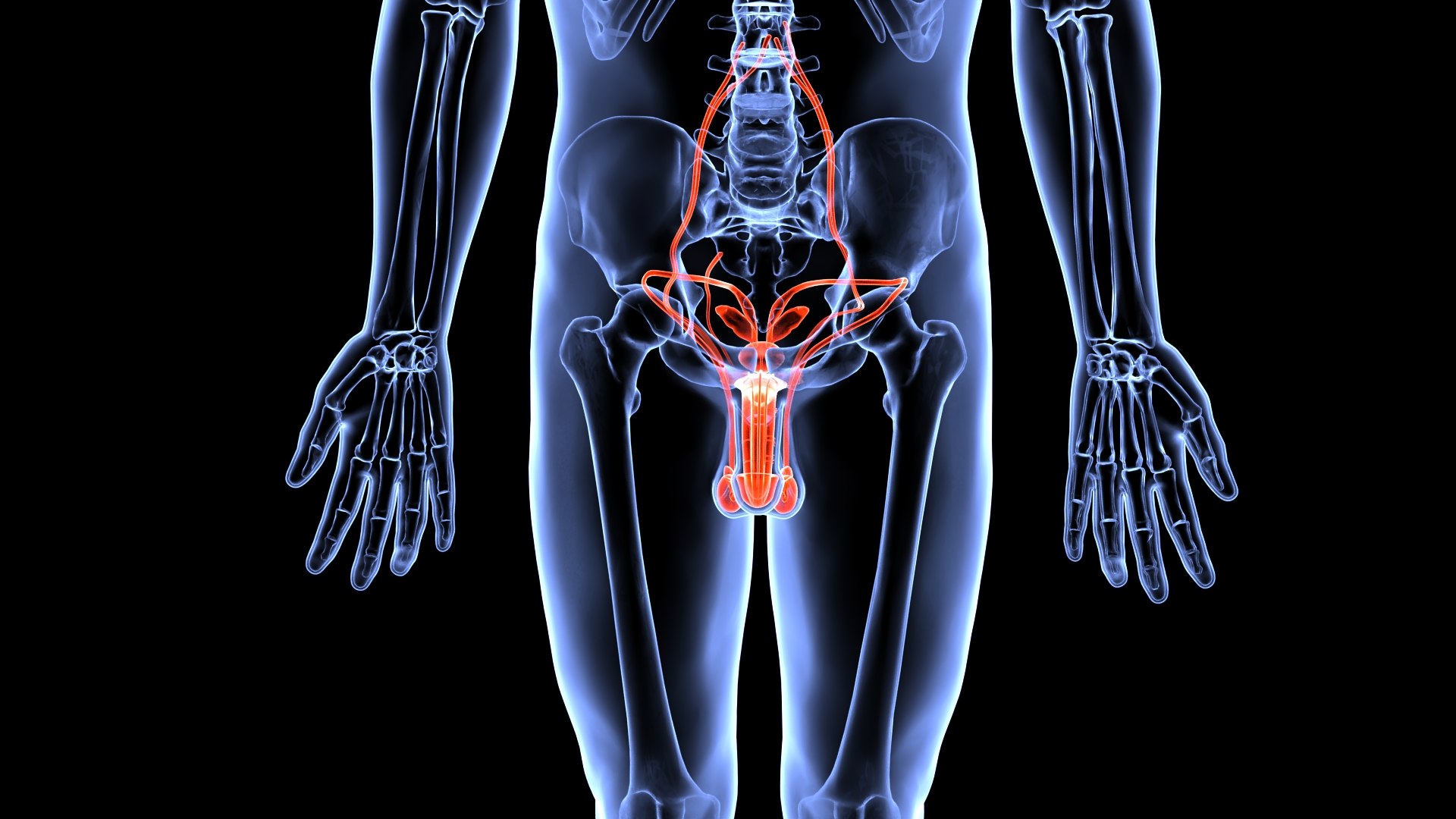 Male Reproductive System Model - TurboSquid 1834137