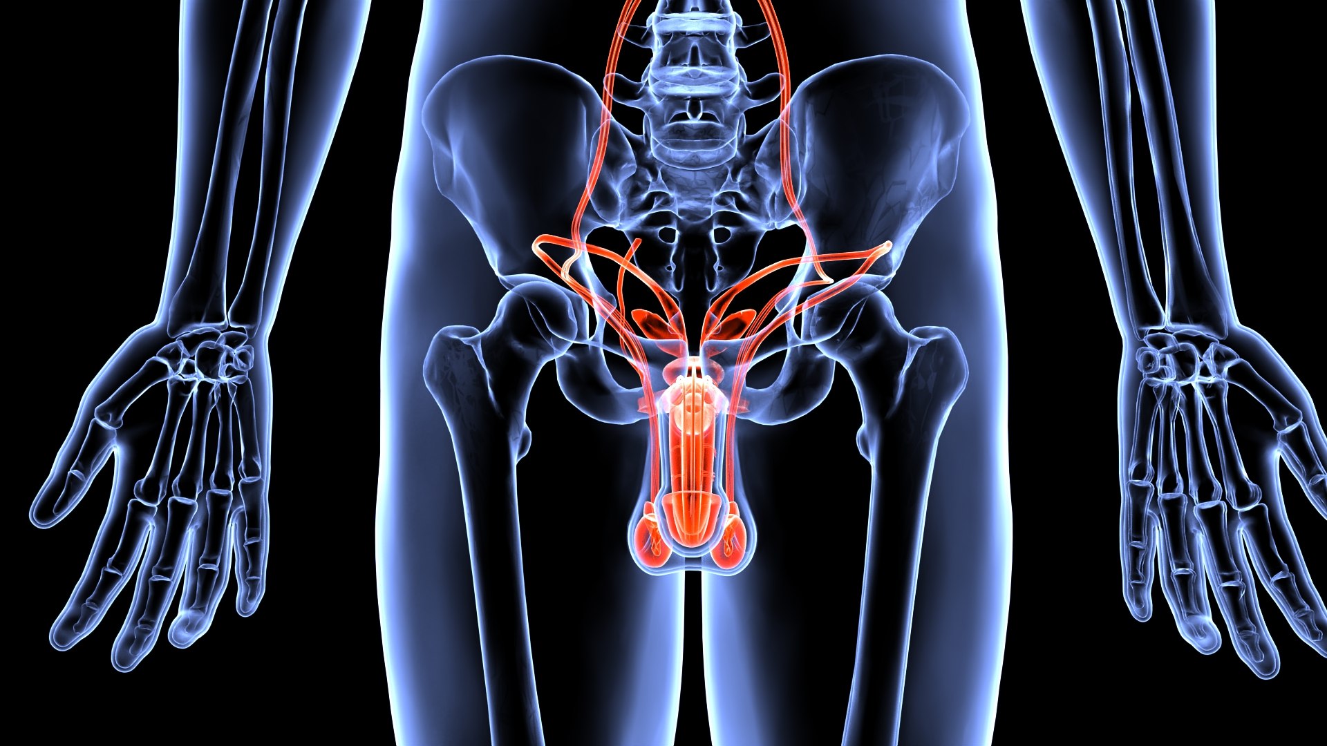 Male Reproductive System Model - TurboSquid 1834137